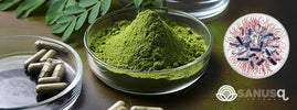 Discover How Moringa Fights Bacterial Infection