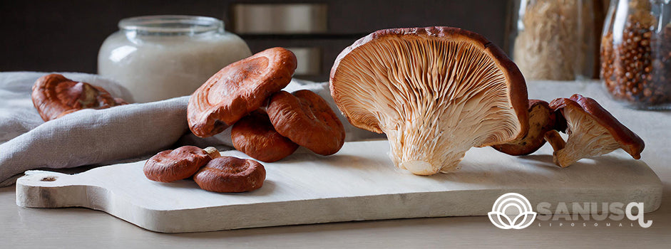 Top 5 Health Benefits of Reishi Mushrooms: Unlocking Nature's Healing Power