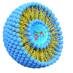 Liposome structure | SANUSq Health